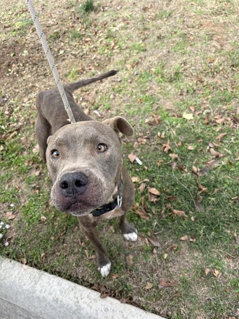 Shelter Stray Male Dog last seen Near BLOCK SW 37TH ST, OKLAHOMA CITY OK 73119, 2811 SE 29th St, Oklahoma City, OK 73129, USA