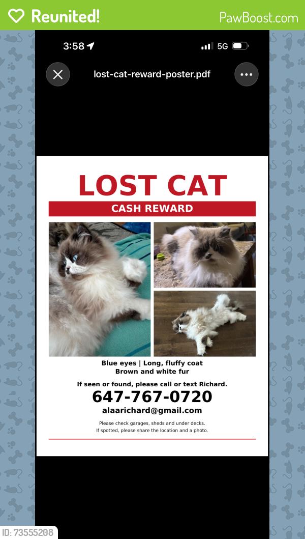 Reunited Male Cat last seen Near Surbray Grove, Mississauga, Mississauga, ON L5B 2E1