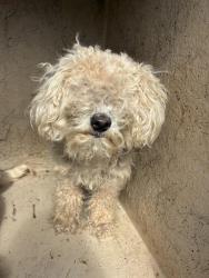 Shelter Stray Male Dog last seen Near BLOCK SE 47TH ST, OKLAHOMA CITY OK 73129, 2811 SE 29th St, Oklahoma City, OK 73129, USA