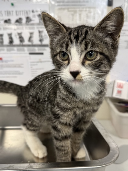 Shelter Stray Female Cat last seen Sharp Cir and Breuner Dr, Roseville City, CA, 200 Tahoe Ave, Roseville, CA 95678, USA