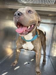 Shelter Stray Male Dog last seen Near Alta Mere Dr., North District,, 355 Hillshire Dr, Haslet, TX 76052, USA
