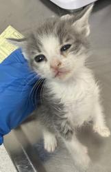 Shelter Stray Female Cat last seen Dumped in OAS front parking lot, Oakland,, 1101 29th Ave, Oakland, CA 94601, USA