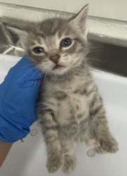 Shelter Stray Male Cat last seen Dumped in OAS front parking lot, Oakland,, 1101 29th Ave, Oakland, CA 94601, USA