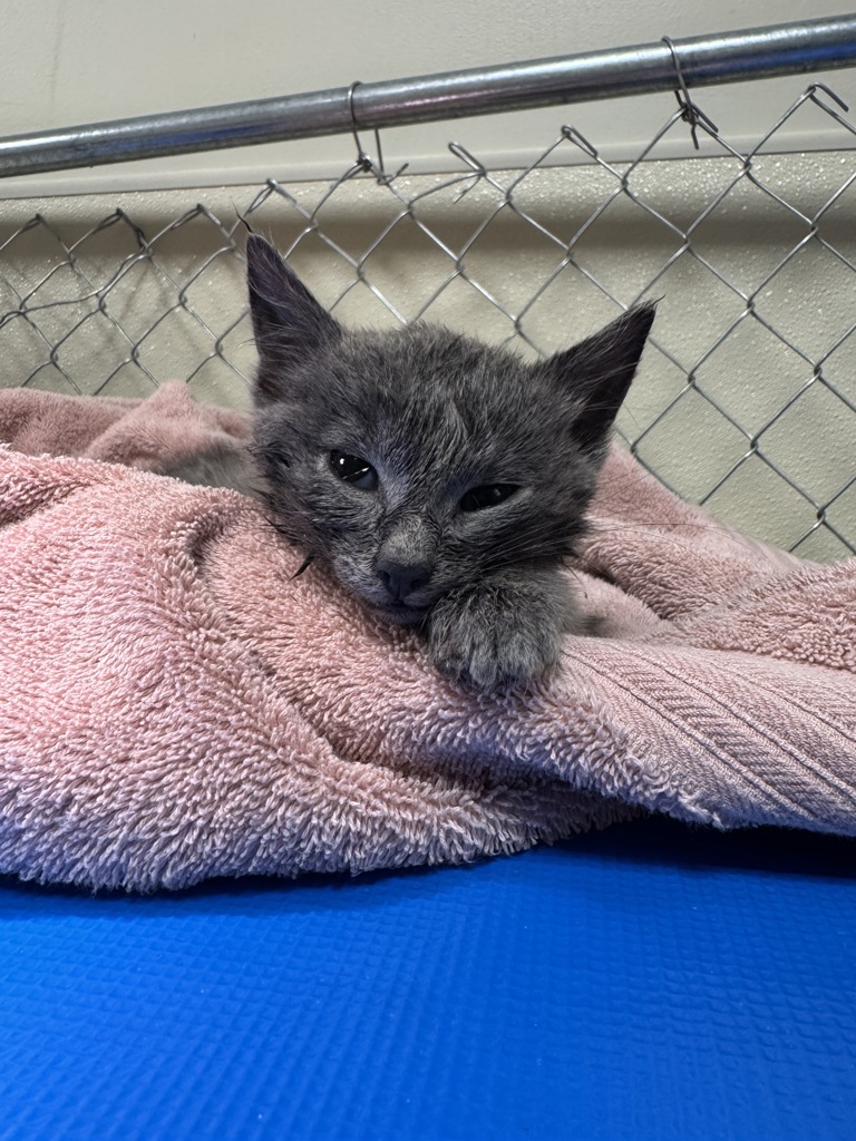 Shelter Stray Female Cat last seen SE Evergreen Hwy & SE Sunset View Rd, WASHOUGAL, WA, 98671, 1100 NE 192nd Ave, Vancouver, WA 98684, USA