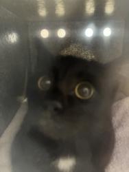 Shelter Stray Female Cat last seen Near S 700 W, SALT LAKE CITY, UT, 84104, 511 W 3900 S, Salt Lake City, UT 84123, USA