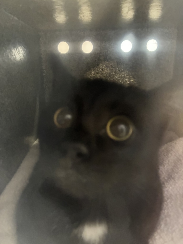 Shelter Stray Female Cat last seen Near S 700 W, SALT LAKE CITY, UT, 84104, 511 W 3900 S, Salt Lake City, UT 84123, USA