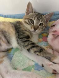 Shelter Stray Female Cat last seen Near W Copper Hill Drive, Magna Township, UT, 84044, 511 W 3900 S, Salt Lake City, UT 84123, USA