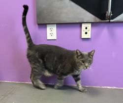 Shelter Stray Male Cat last seen Near S Post Street, SALT LAKE CITY, UT, 84104, 511 W 3900 S, Salt Lake City, UT 84123, USA