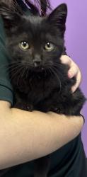 Shelter Stray Female Cat last seen Near S 1535 W, TAYLORSVILLE, UT, 84123, 511 W 3900 S, Salt Lake City, UT 84123, USA