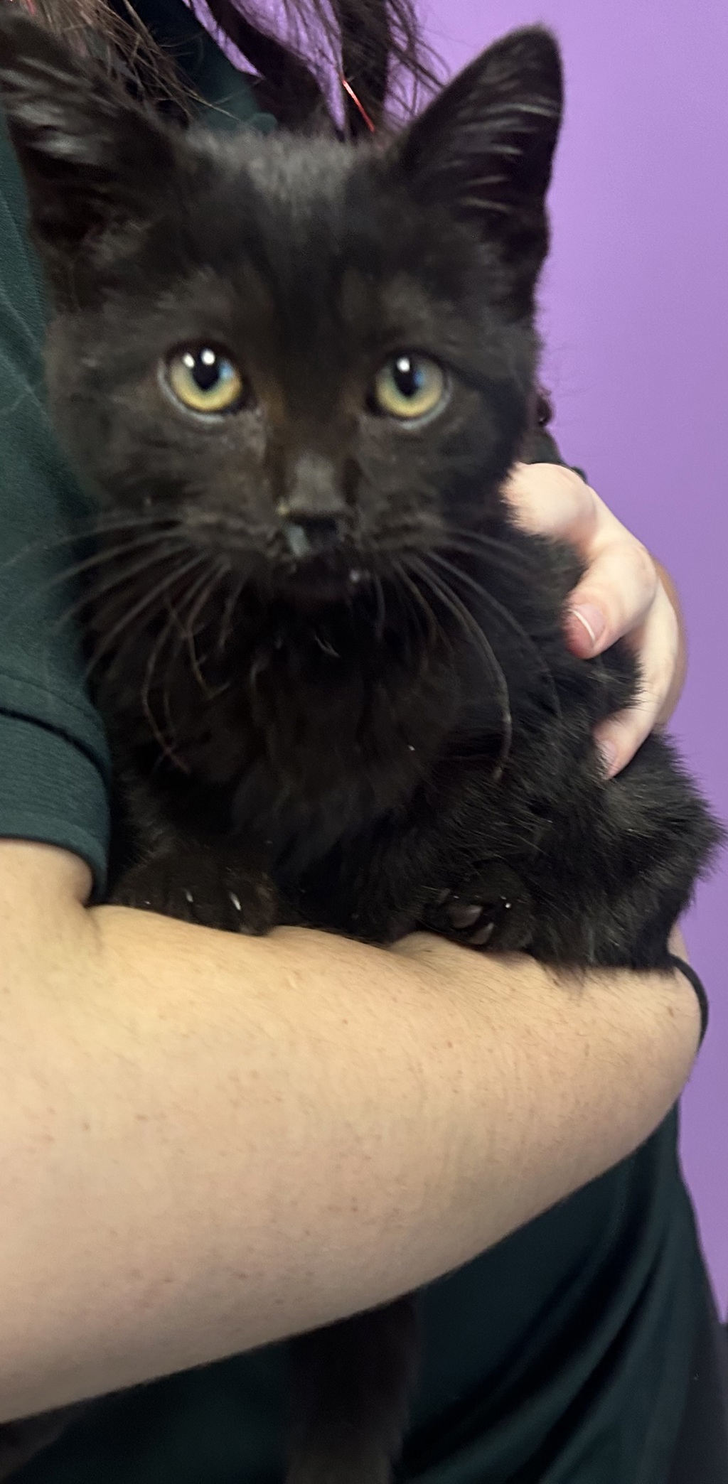 Shelter Stray Female Cat last seen Near S 1535 W, TAYLORSVILLE, UT, 84123, 511 W 3900 S, Salt Lake City, UT 84123, USA