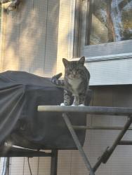 Found/Stray Unknown Cat last seen Lyford Rd & Spring Creek Rd, Rockford Township, IL 61114