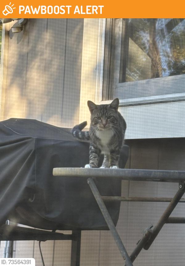 Found/Stray Unknown Cat last seen Lyford Rd & Spring Creek Rd, Rockford Township, IL 61114