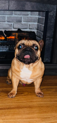 Lost Male Dog last seen Payne & Minnhaha Ave, Saint Paul, MN 55106