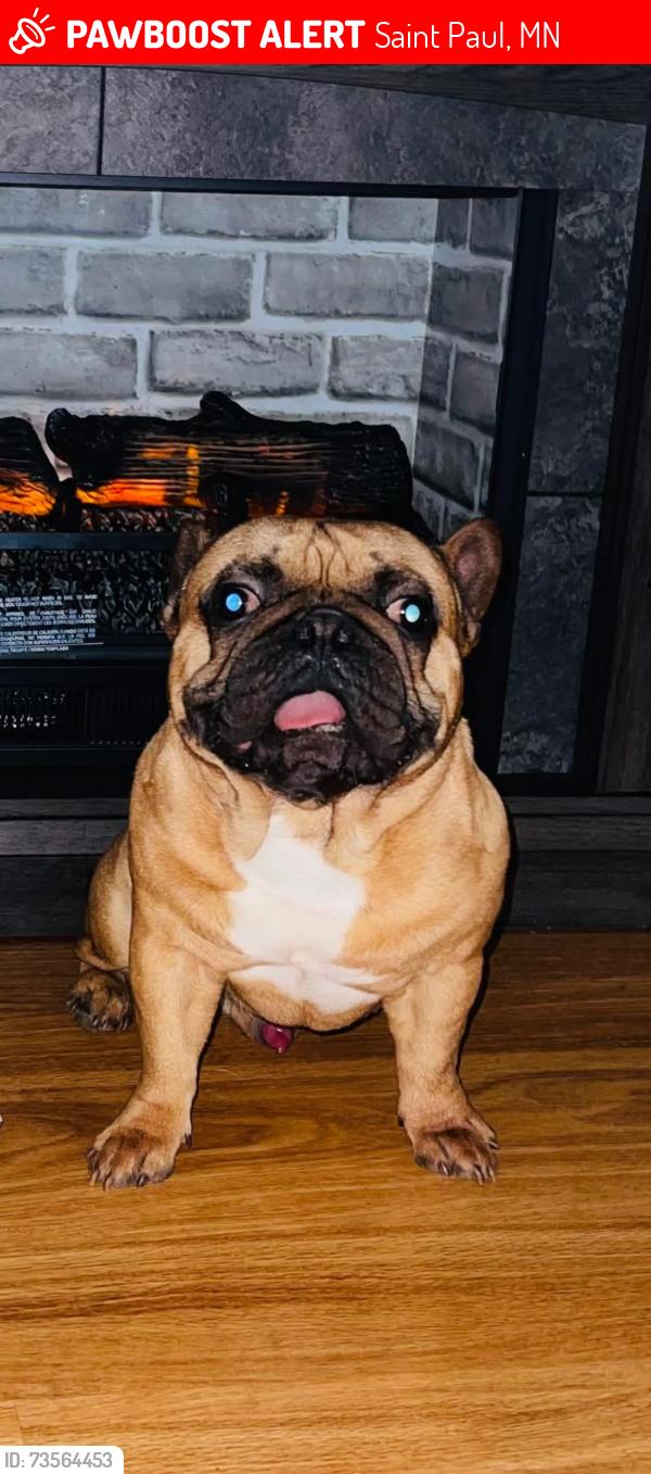 Lost Male Dog last seen Payne & Minnhaha Ave, Saint Paul, MN 55106