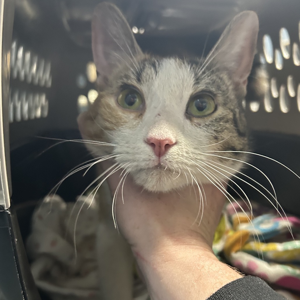Shelter Stray Unknown Cat last seen , 124 Evergreen Ave, Newark, NJ 07114, USA