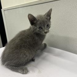 Shelter Stray Male Cat last seen , 3607 N Armenia Ave, Tampa, FL 33607, USA