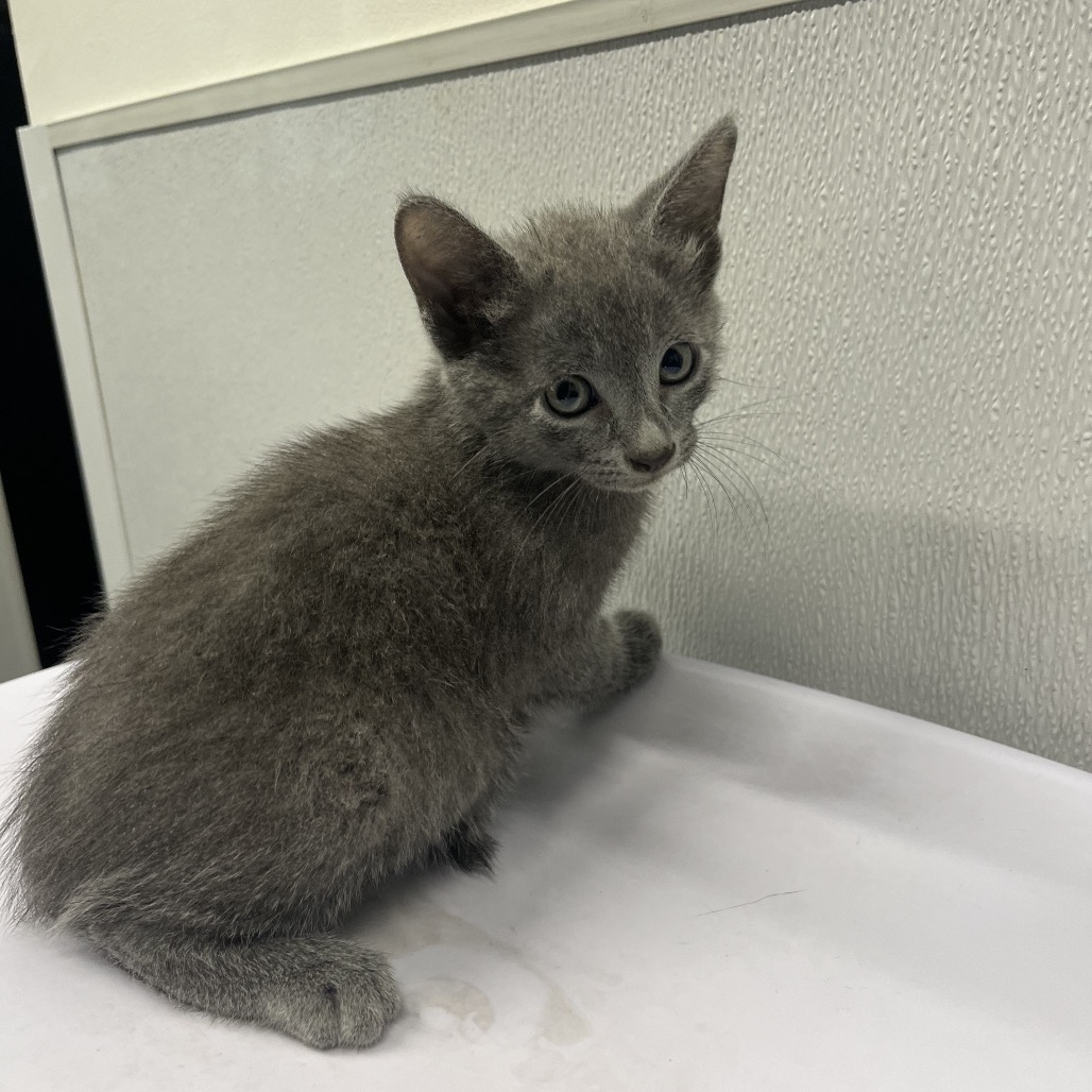 Shelter Stray Male Cat last seen , 3607 N Armenia Ave, Tampa, FL 33607, USA