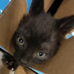 Shelter Stray Female Cat last seen , 3607 N Armenia Ave, Tampa, FL 33607, USA