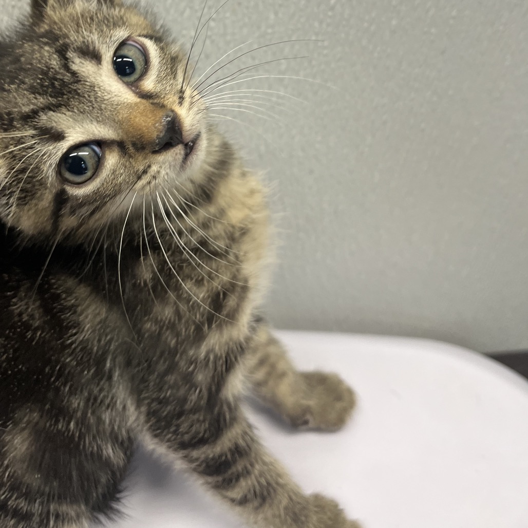 Shelter Stray Male Cat last seen , 3607 N Armenia Ave, Tampa, FL 33607, USA