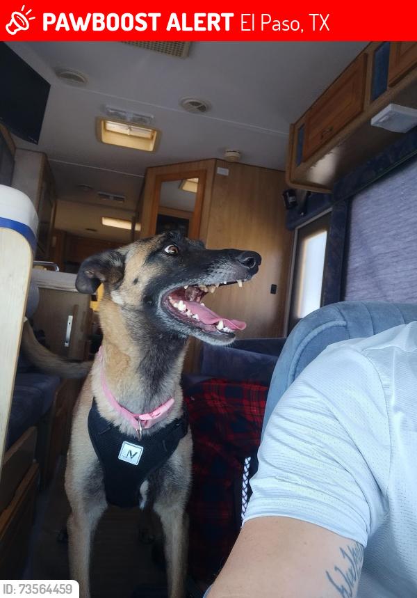 Lost Female Dog last seen Sun valley, El Paso, TX 79924