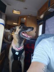 Lost Female Dog last seen Sun valley, El Paso, TX 79924