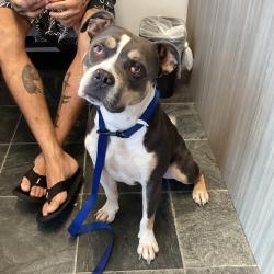 Shelter Stray Male Dog last seen , 3607 N Armenia Ave, Tampa, FL 33607, USA