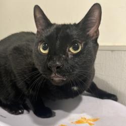 Shelter Stray Male Cat last seen , 3607 N Armenia Ave, Tampa, FL 33607, USA