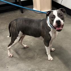Shelter Stray Female Dog last seen , 3607 N Armenia Ave, Tampa, FL 33607, USA