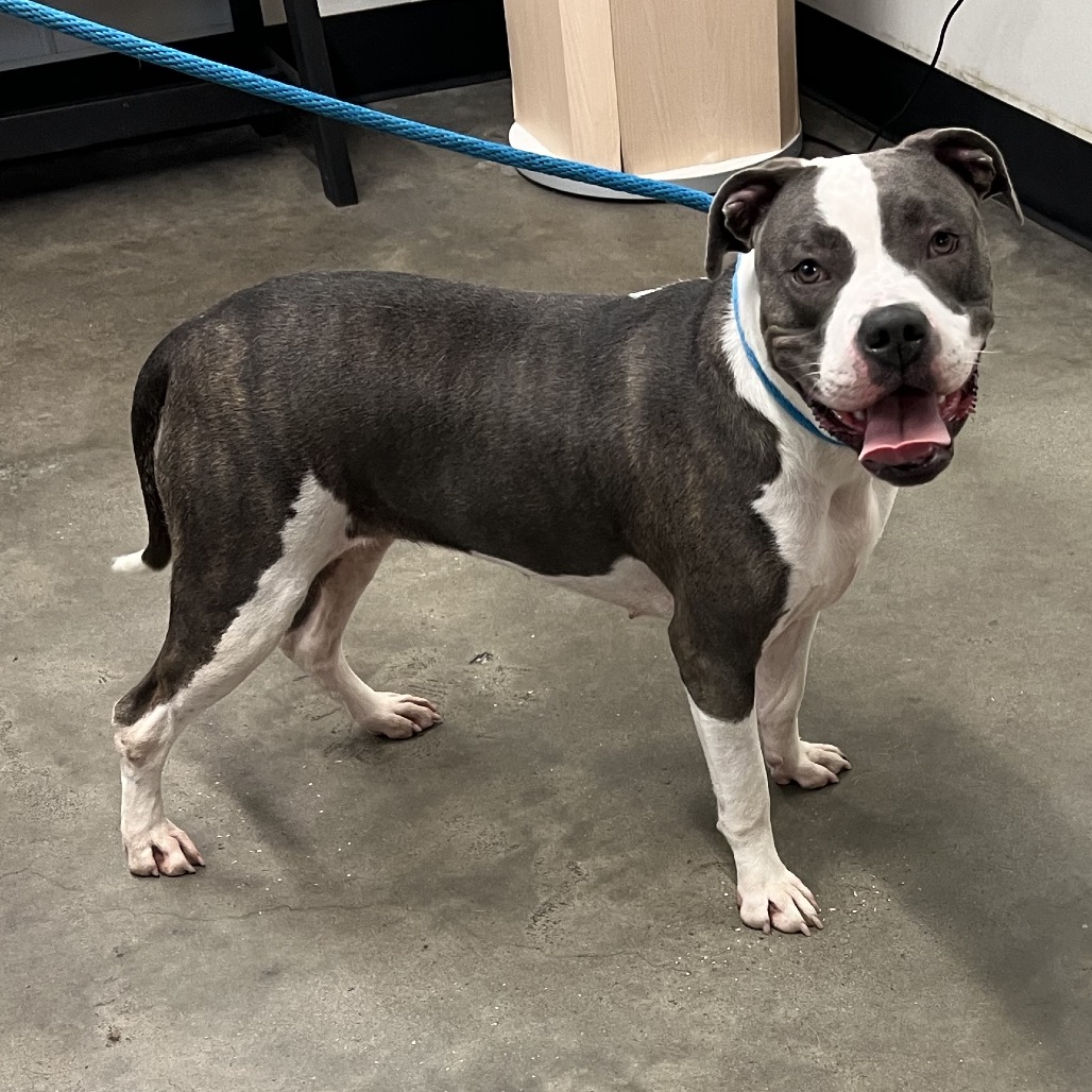 Shelter Stray Female Dog last seen , 3607 N Armenia Ave, Tampa, FL 33607, USA