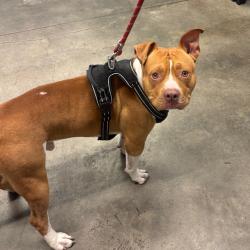 Shelter Stray Male Dog last seen , 3607 N Armenia Ave, Tampa, FL 33607, USA