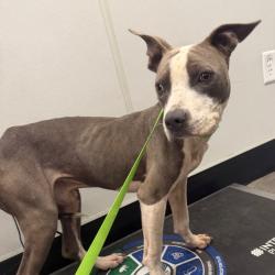 Shelter Stray Male Dog last seen , 3607 N Armenia Ave, Tampa, FL 33607, USA