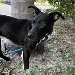 Shelter Stray Male Dog last seen , 3607 N Armenia Ave, Tampa, FL 33607, USA