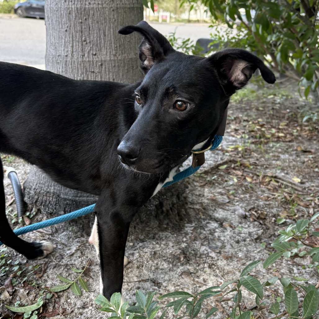 Shelter Stray Male Dog last seen , 3607 N Armenia Ave, Tampa, FL 33607, USA