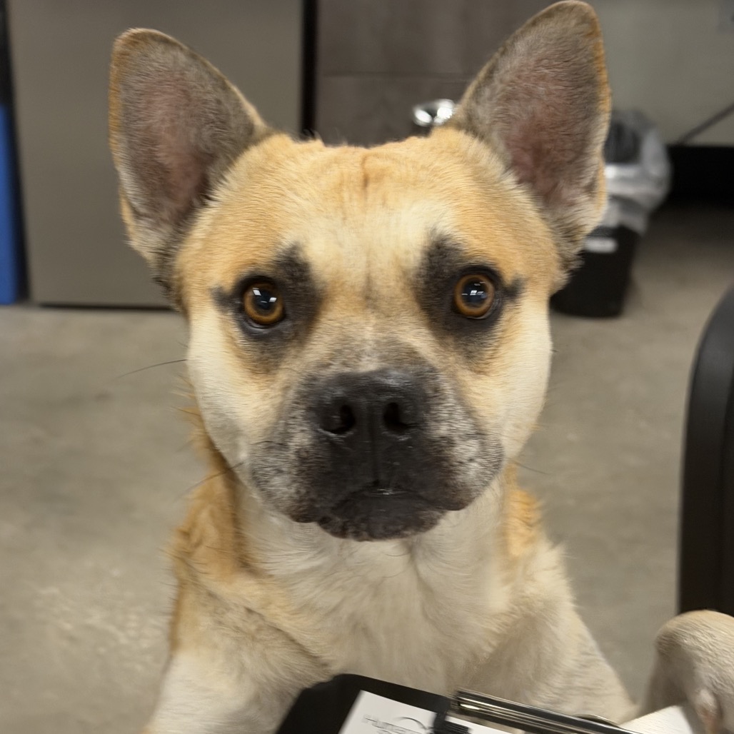 Shelter Stray Male Dog last seen , 3607 N Armenia Ave, Tampa, FL 33607, USA