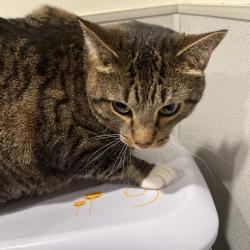 Shelter Stray Male Cat last seen , 3607 N Armenia Ave, Tampa, FL 33607, USA