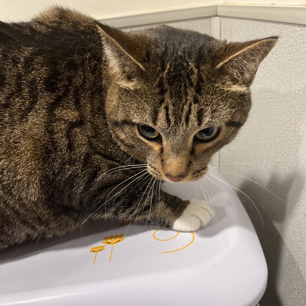 Shelter Stray Male Cat last seen , 3607 N Armenia Ave, Tampa, FL 33607, USA