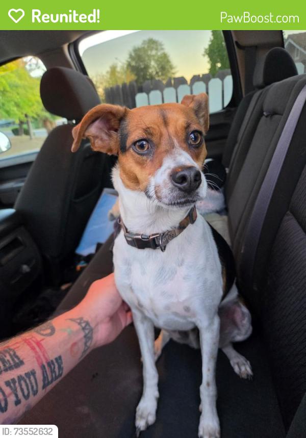 Reunited Male Dog last seen Antelope Road & Walerga, Antelope, CA 95843