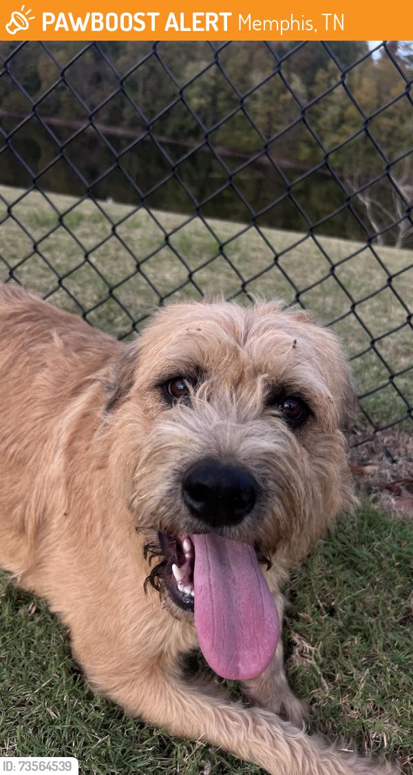Found/Stray Female Dog last seen Greenway Trail, Memphis, TN 38120
