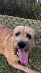 Found/Stray Female Dog last seen Greenway Trail, Memphis, TN 38120