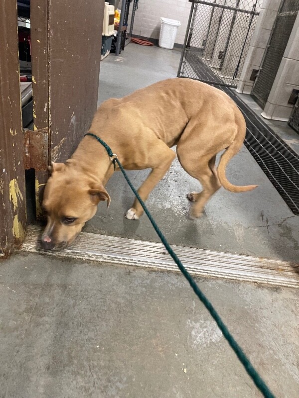Shelter Stray Female Dog last seen Near S Lincoln St, Stockton, CA 95206, USA, 1575 S Lincoln St, Stockton, CA 95206, USA