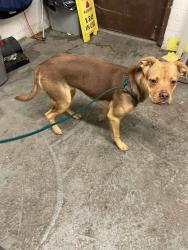 Shelter Stray Female Dog last seen Near S Lincoln St, Stockton, CA 95206, USA, 1575 S Lincoln St, Stockton, CA 95206, USA