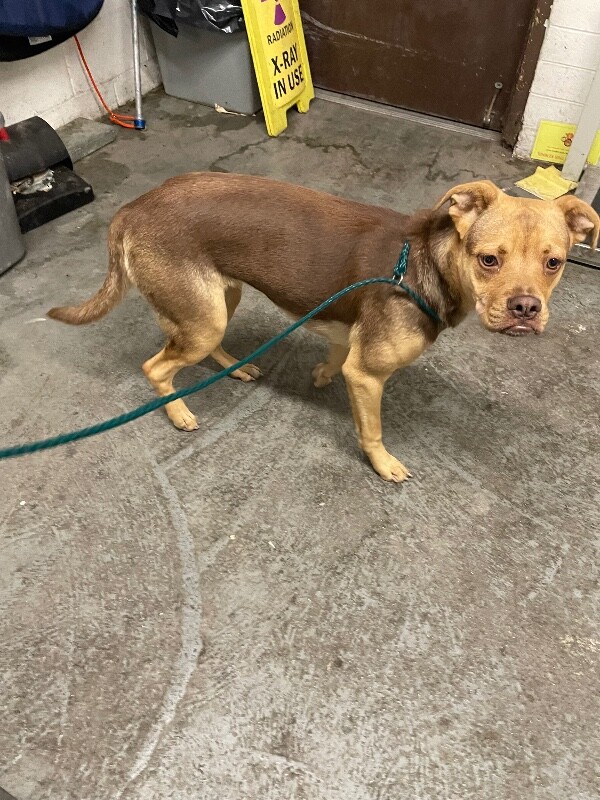 Shelter Stray Female Dog last seen Near S Lincoln St, Stockton, CA 95206, USA, 1575 S Lincoln St, Stockton, CA 95206, USA
