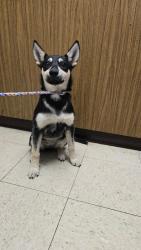 Shelter Stray Female Dog last seen Near W 4th St, Stockton, CA 95206, USA, 1575 S Lincoln St, Stockton, CA 95206, USA