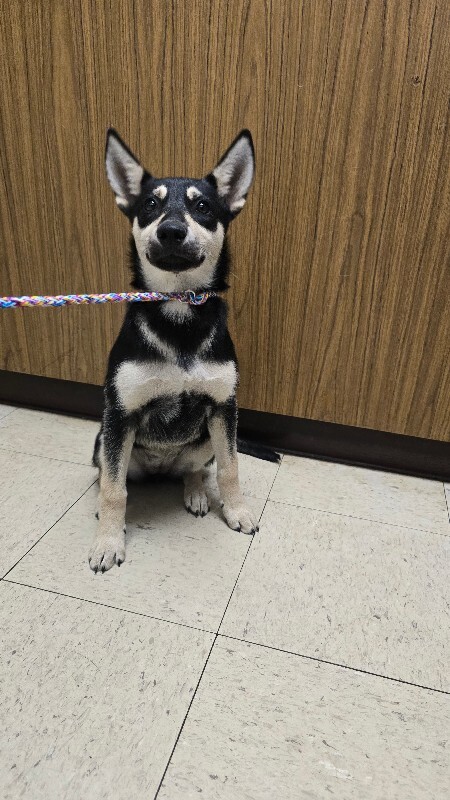 Shelter Stray Female Dog last seen Near W 4th St, Stockton, CA 95206, USA, 1575 S Lincoln St, Stockton, CA 95206, USA