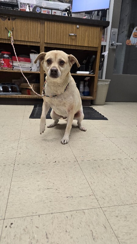 Shelter Stray Female Dog last seen Near Mariner Bay Rd, Stockton, CA 95219, USA, 1575 S Lincoln St, Stockton, CA 95206, USA