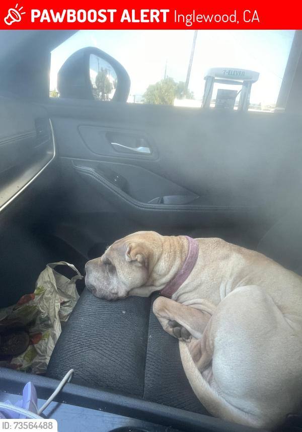 Lost Female Dog last seen Spruce and Inglewood ave in Inglewood, Inglewood, CA 90301