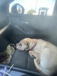 Lost Female Dog last seen Spruce and Inglewood ave in Inglewood, Inglewood, CA 90301