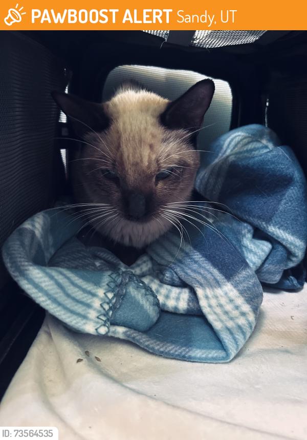 Found/Stray Unknown Cat last seen Fox Hunt Drive Sandy UT, Sandy, UT 84093