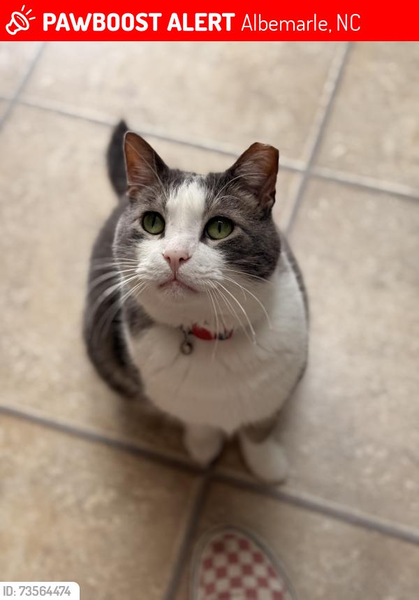 Lost Male Cat last seen Brookwood Ave & Maple Ave, Albemarle, NC 28001