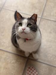 Lost Male Cat last seen Brookwood Ave & Maple Ave, Albemarle, NC 28001